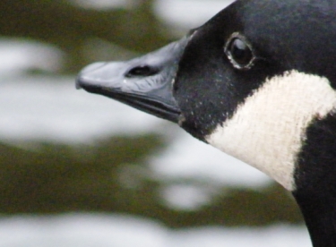 a goose glance