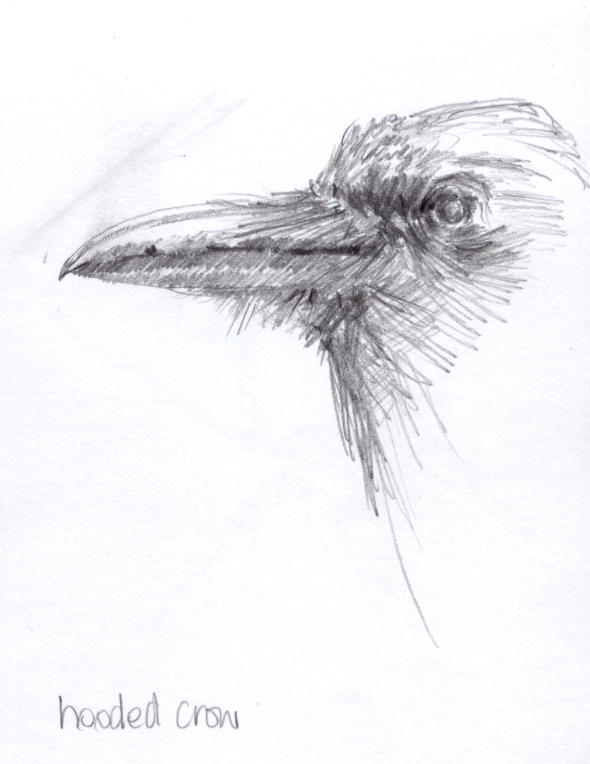 Study of a crow's head