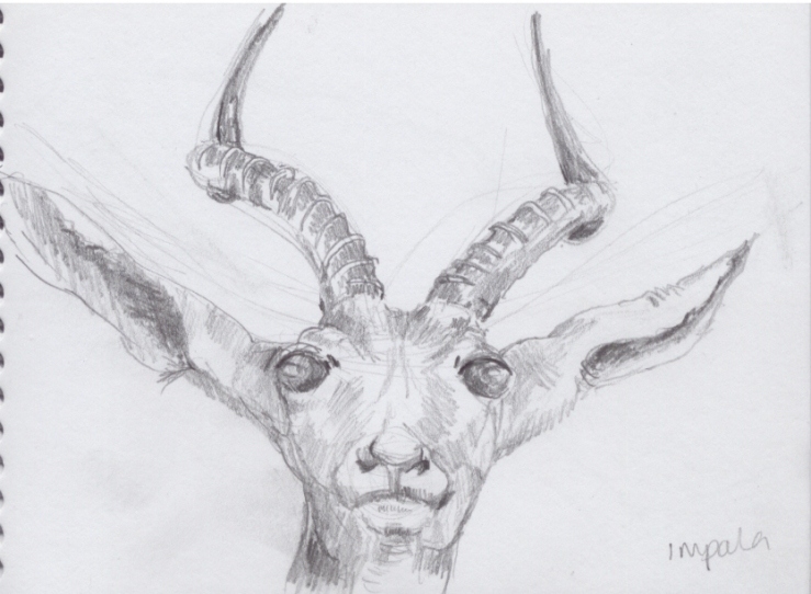 Sketch of impala