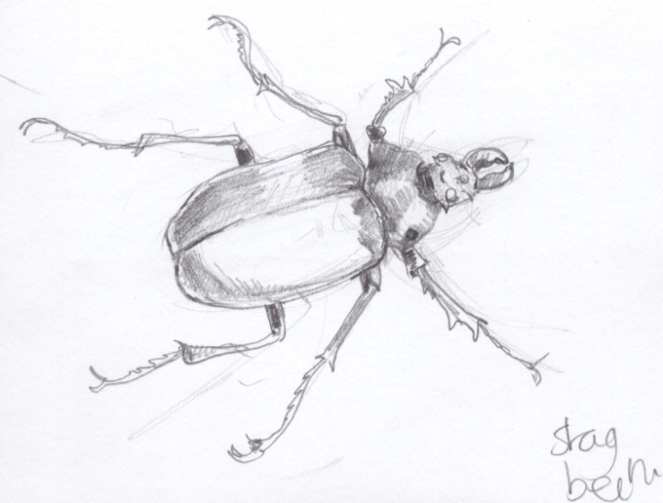 Quick sketch of a stag beetle