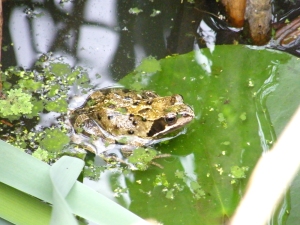 photo of frog
