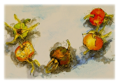 Watercolour painting of rosehips